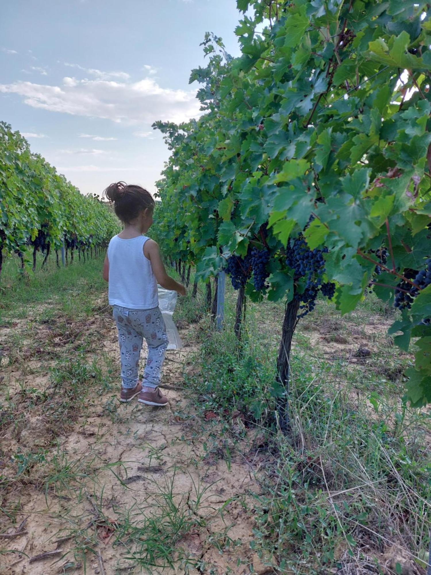 Agriturismo Corte In Poggio Stabbia المظهر الخارجي الصورة