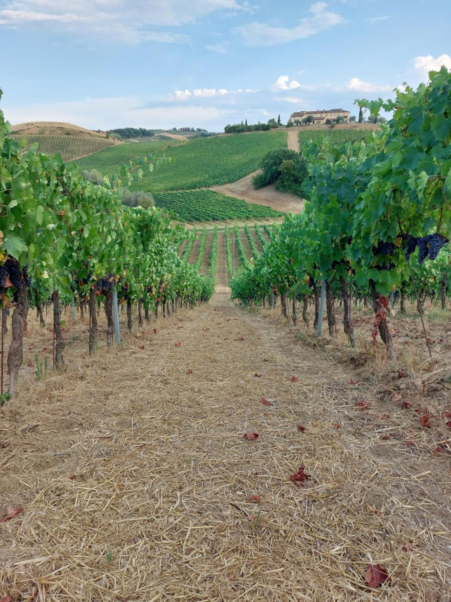 Agriturismo Corte In Poggio Stabbia المظهر الخارجي الصورة